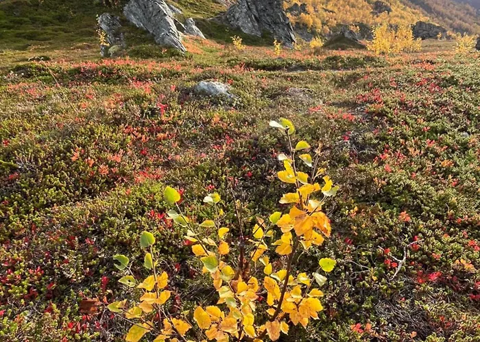 Hos Laura & Valdemar Feriehus Nord-Lenangen